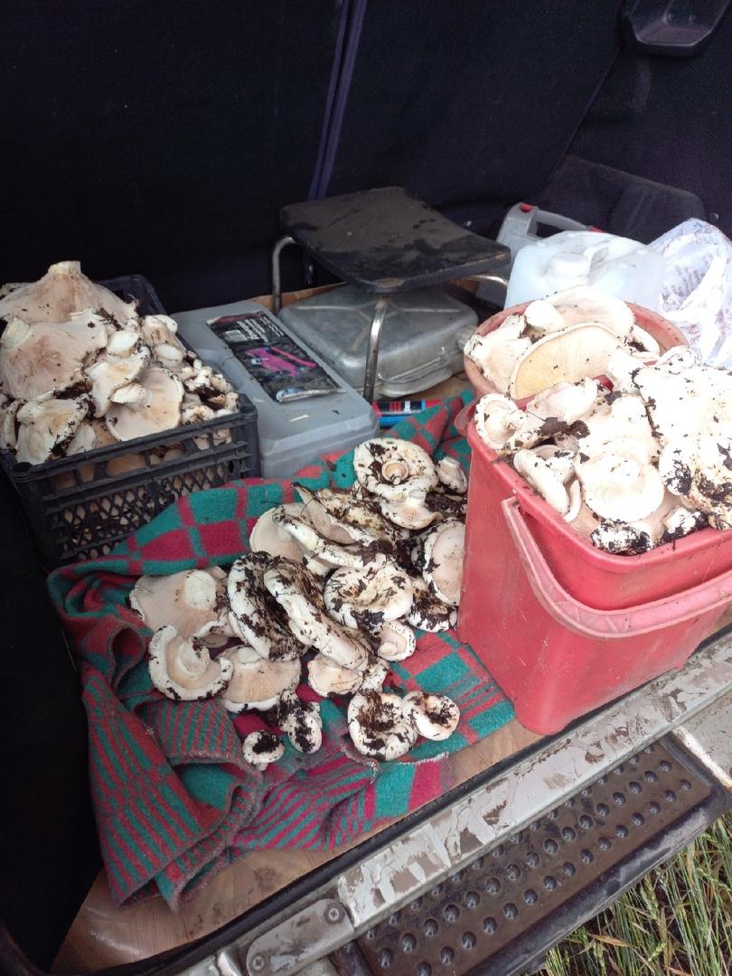 Фото «Охота удалась!»: жители Новосибирской области назвали места, где можно собирать грибы прямо сейчас 4